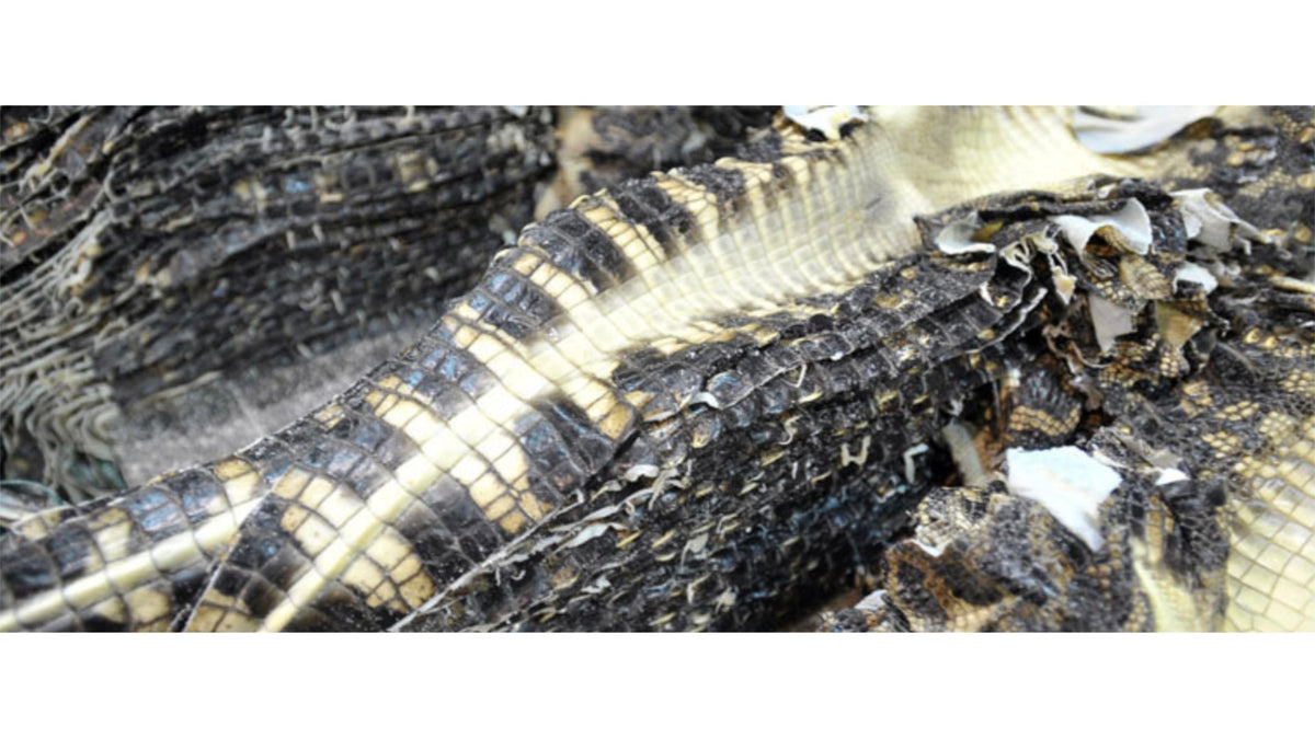 深度解析鱷魚皮革製作工藝,了解鱷魚皮革製作過程、研究技術與品質 - FOBO CROCODILE