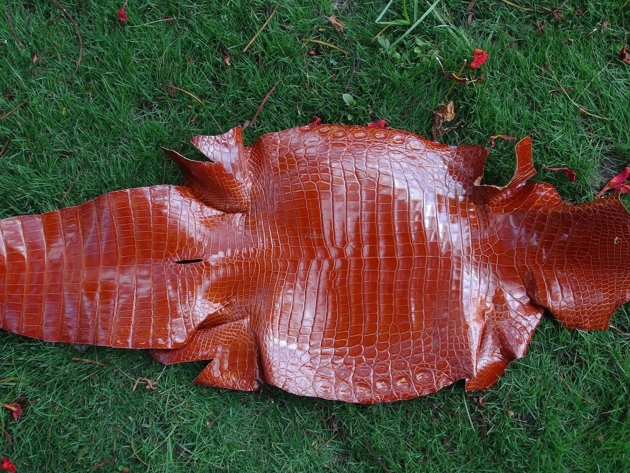 LEATHER Nile Crocodile Onyx Polished Russet FOBO CROCODILE